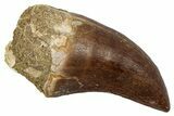 Fossil Prognathodontid Mosasaur Tooth - Morocco #345134-1